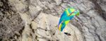 BGD Base 3 | Paraglider – image 9