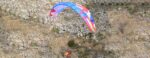 BGD Breeze | Paraglider – image 5